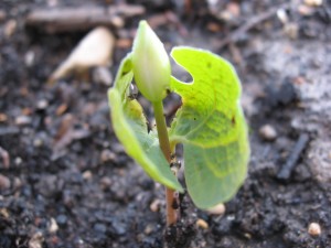 young leaf unwraps from unopened flower