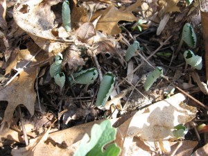 Leaves enshrouding emerging flowers