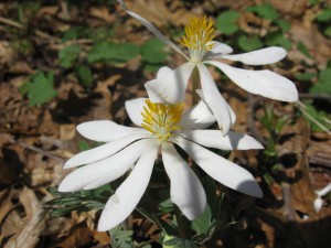 Bloodroot flower Morris Park Spring 2010