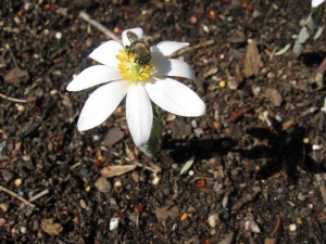 Our garden specimen visited by a bee (Spring 2010)