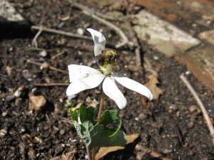  Ravenous bee pollinating our yard specimen Morris Park Road Philadelphia 2010