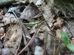 Ants gathering bloodroot seeds in Morris Park