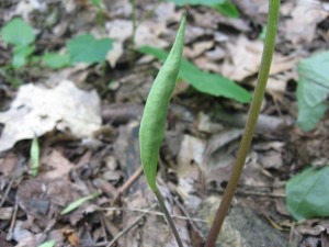 Bloodroot Seedpod