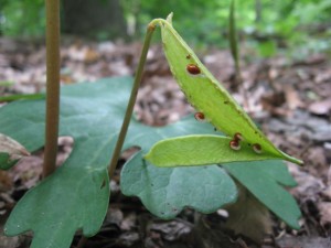 The last remaining seeds