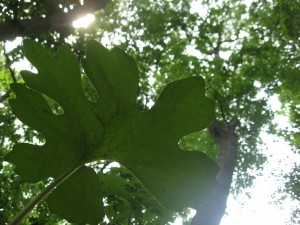 Bloodroot leaf from the view of an ant