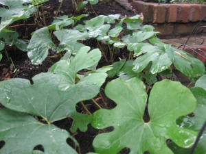 Bloodroot leaf ground cover in our yard Summer 2010