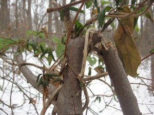 Spicebush breaks from the Japanese honeysuckle vine
