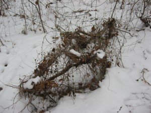 A collapsed dead tree covered with vines