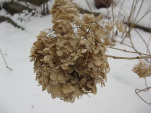 IMG_3323
