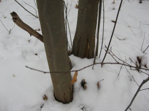 IMG_3386
