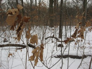 IMG_3389