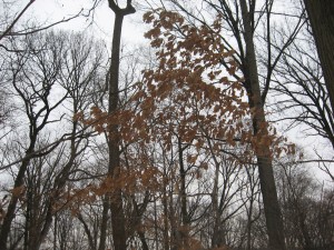 IMG_3392