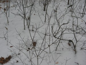 IMG_3394