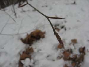 IMG_3400