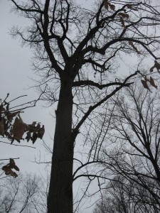 IMG_3404