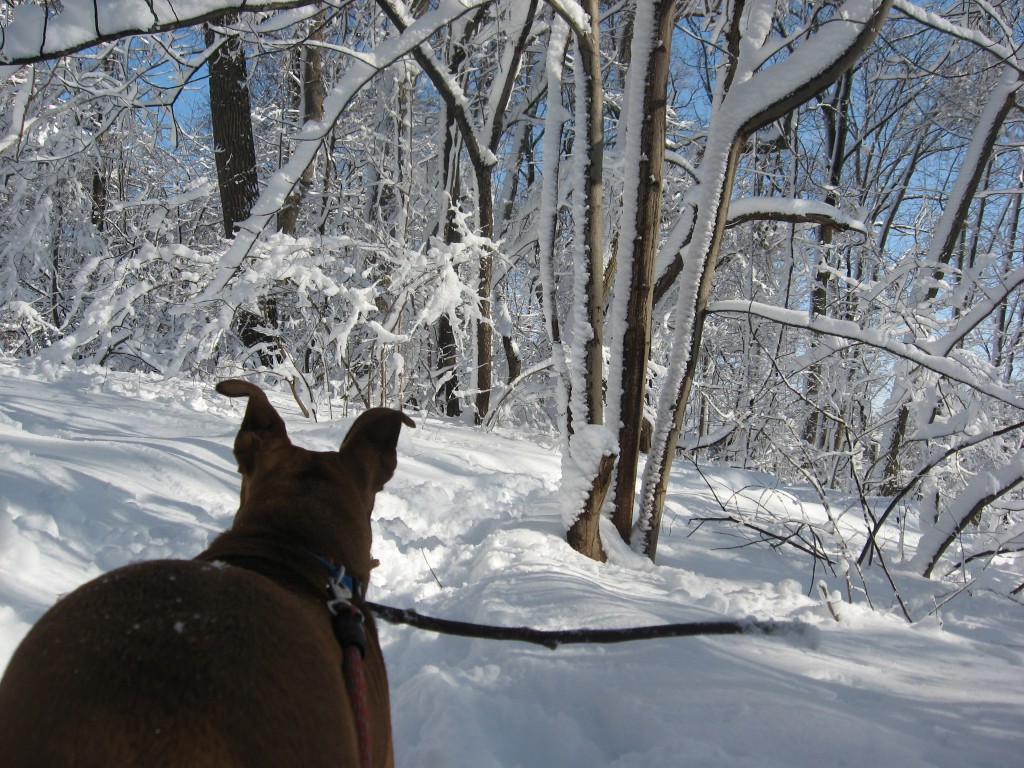 Walking Keeba in Morris Park