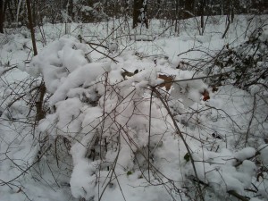 Spicebush verging on breaking under the weight