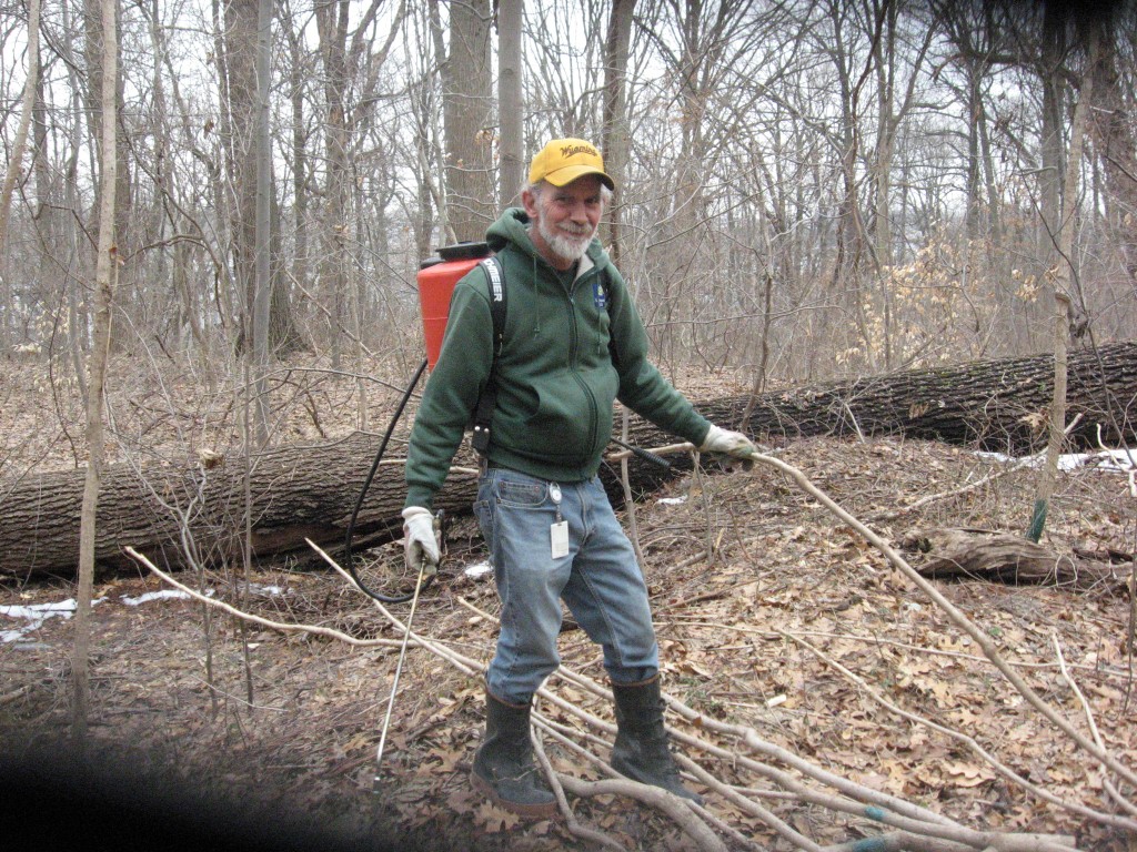 Tom Dougherty, Land Steward, Department Of Parks and Recreation, applies herbicide to cut stumps and trunks of Aralia elata 