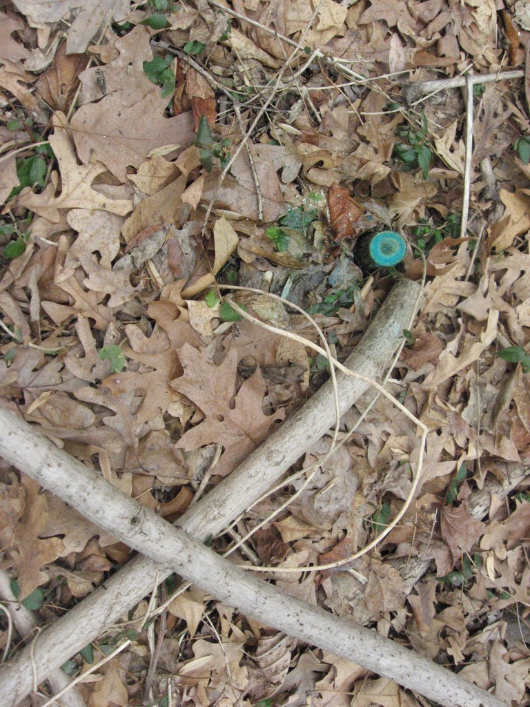 Meticulous cut stump herbicide application - Morris Park, Philadelphia