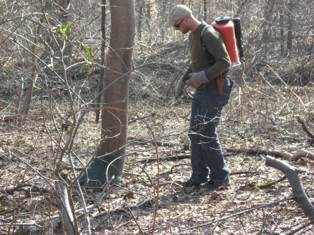 Luke Rhodes applying basal bark herbicide to Ailanthus altissima