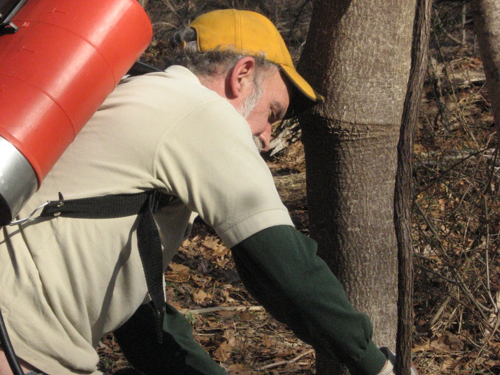 Tom Dougherty on urban environmental restoration: "The devil is in the details"  (treating Ailanthus altissima) - Morris Park, Philadelphia