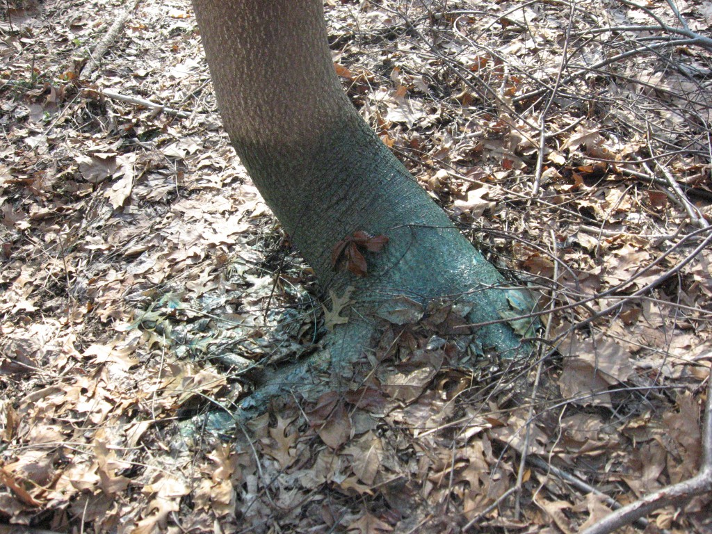 Basal Bark herbicide application of Ailanthus altissima
