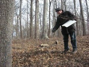 A small population of Aralia elata has been detected next to a section of high-quality forest