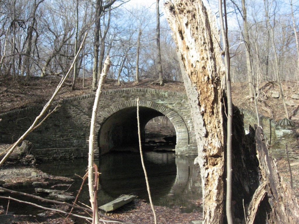 The Japanese angelica tree (Aralia elata) grows along the riverbanks near the picturesque Stone Sherwood Road bridge in Morris Park Philadelphia