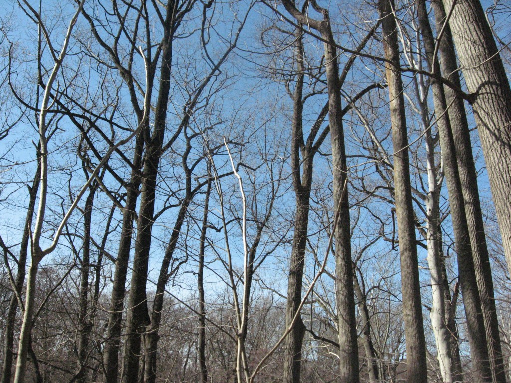 The Japanese angelica tree has a distinctive winter pose, left front in the foreground, the lighter colored tree