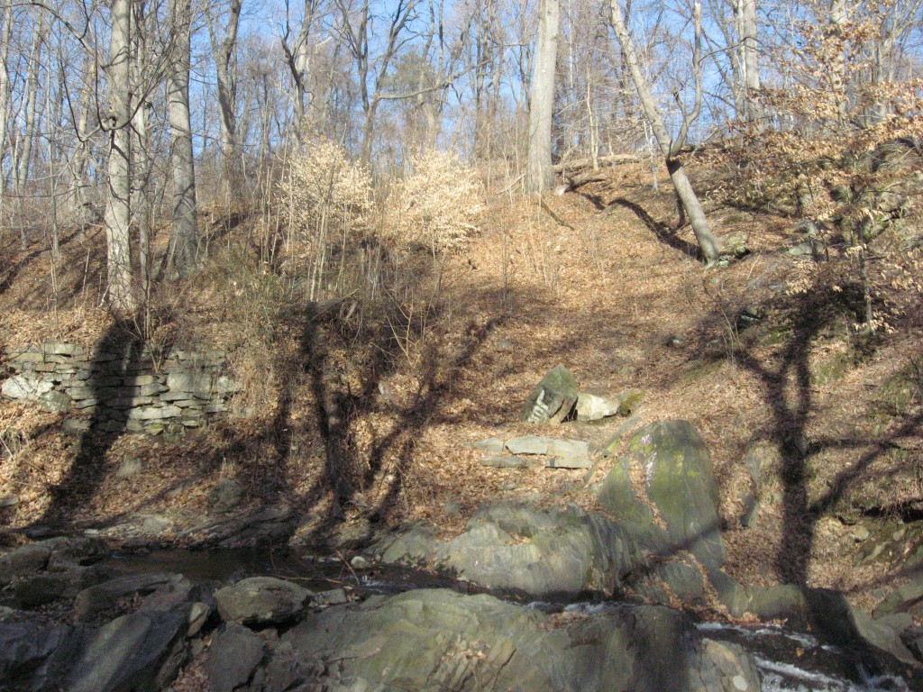 Site s30 with a large infestation of Aralia elata on the hillside above it  West Branch of Indian Creek, Morris Park Philadelphia