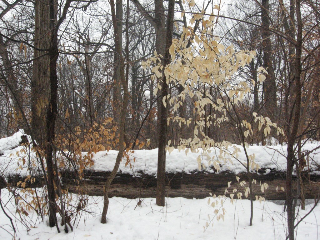 A TALE OF TWO BEECHES; WHY IS THE ONE ON THE LEFT DARKER THAN THE ONE ON THE RIGHT?