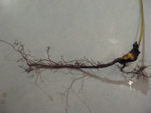 Japanese Barberry root