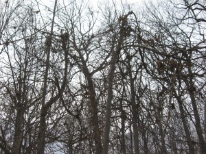 young Tulip Poplars suffer from the oppressive vines 