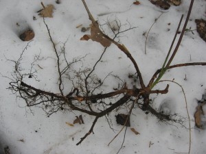 The Roots of Rosa multiflora