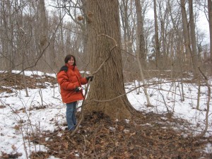 sabelle frees the Sassafrass albidum from the invasive vines