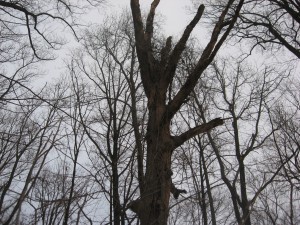 The areas most distinguishing landmark, this 'snag' which is a dead tree still standing, providing an excellent habitat for birds such as owls and other forest animals 