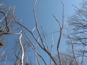 Aralia elata, looking up at an infestation of the trees in the winter sky