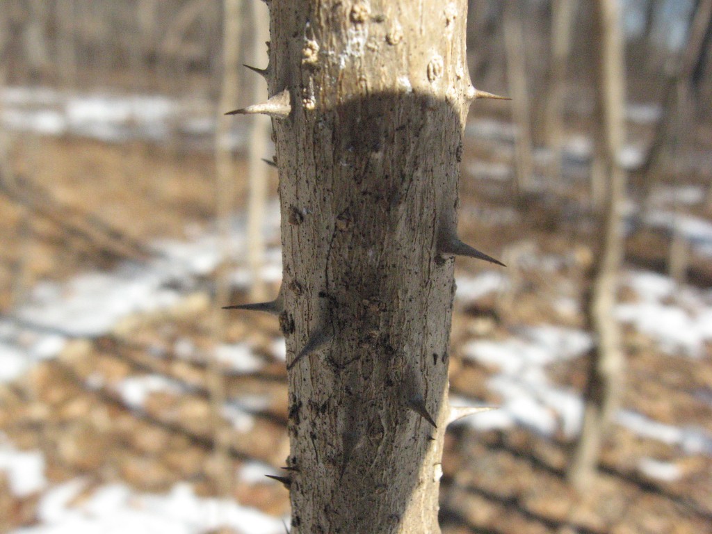  Aralia elata, THE JAPANESE ANGELICA TREE, SPINES ON THE TRUNK