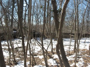 AN INFESTATION OF JAPANESE ANGELICA TREE NEXT TO AMERICAN CHESTNUT