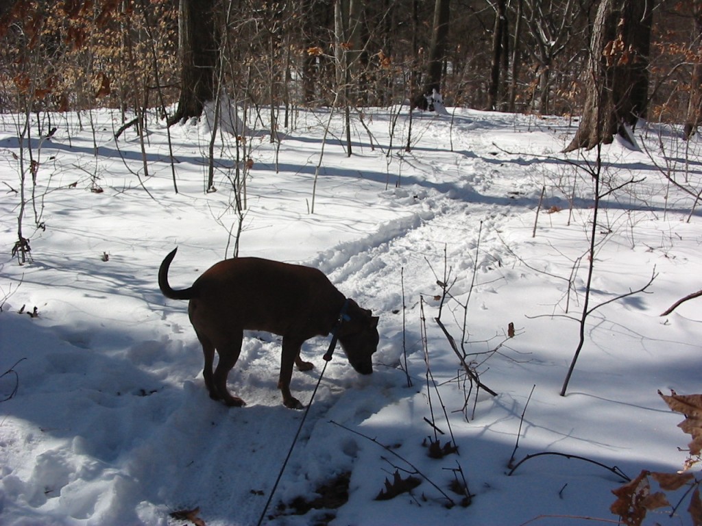 Keeba inspects trail for evidence of other dogs.  Morris Park Philadelphia