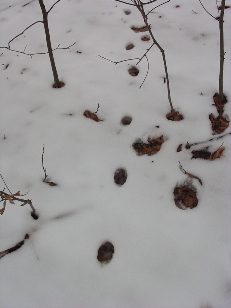 Heard shrieking in the park last night, these are most likely Fox tracks. They put their back feet in the same placement as the front in what is called 'direct register'. Morris Park Philadelphia 