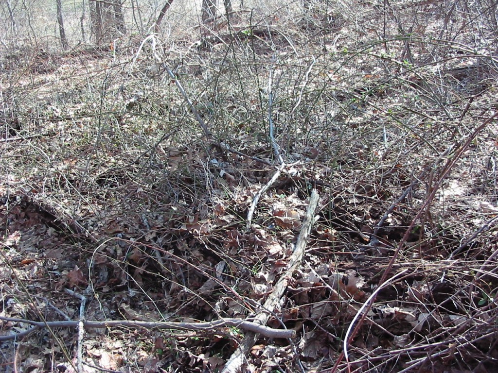  Large thicket of Multi-flora rose presents a daunting task for the Sanguine Root's Environmental Restoration Team. Morris Park, Philadelphia
