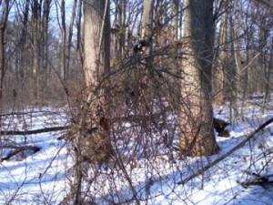 Isabelle rescued this small tree from the invasive exotic Multiflora Rose