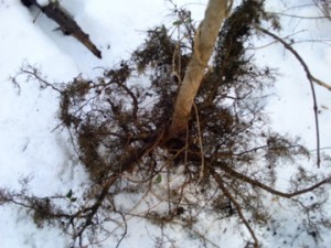 Burning bush roots(Euonymus alatus)  Morris Park Philadelphia