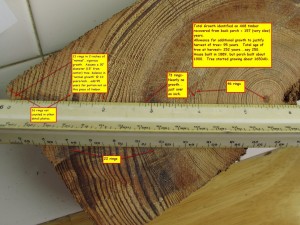 4-X-8-Pine-Timber-ring-count-detail