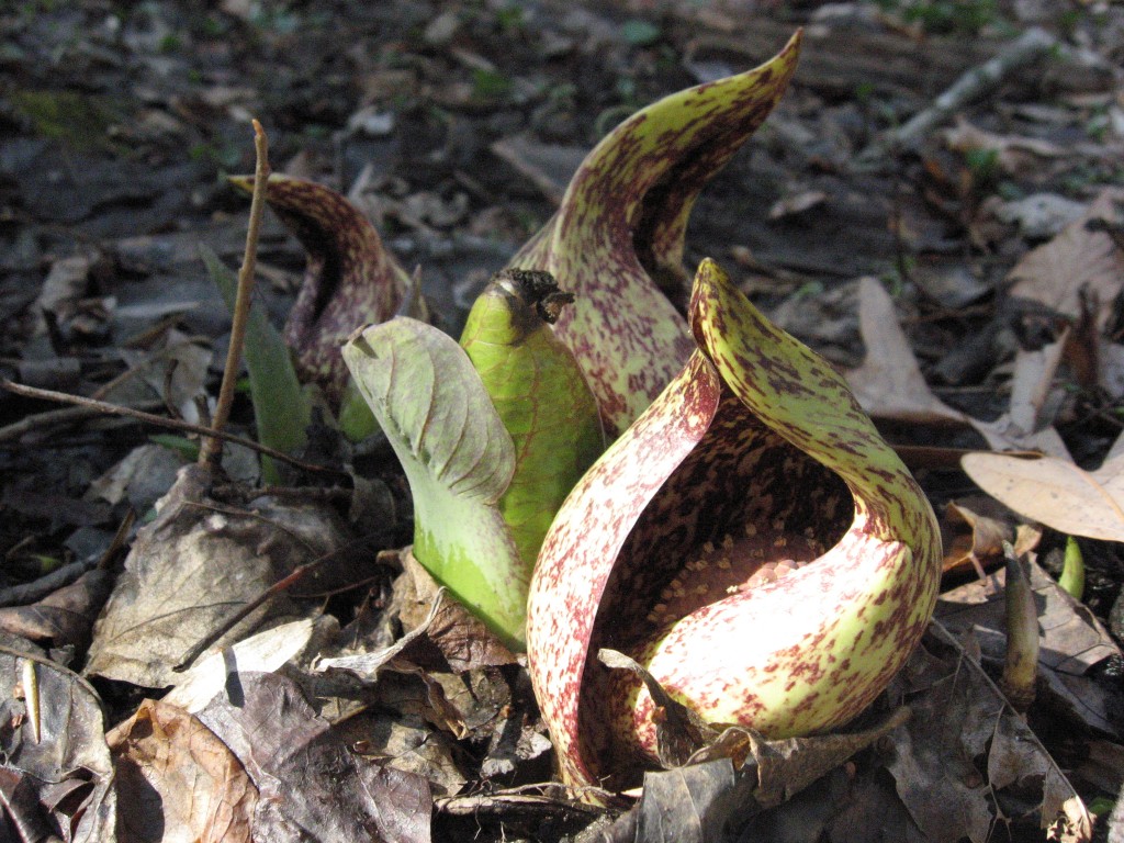 The flower is enclosed by a hood.  The spadix is enclosed by the spathe.  Morris Park, Philadelphia