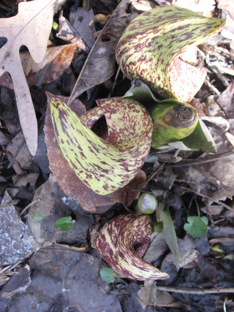 Skunk Cabbage, Morris Park, Philadelphia