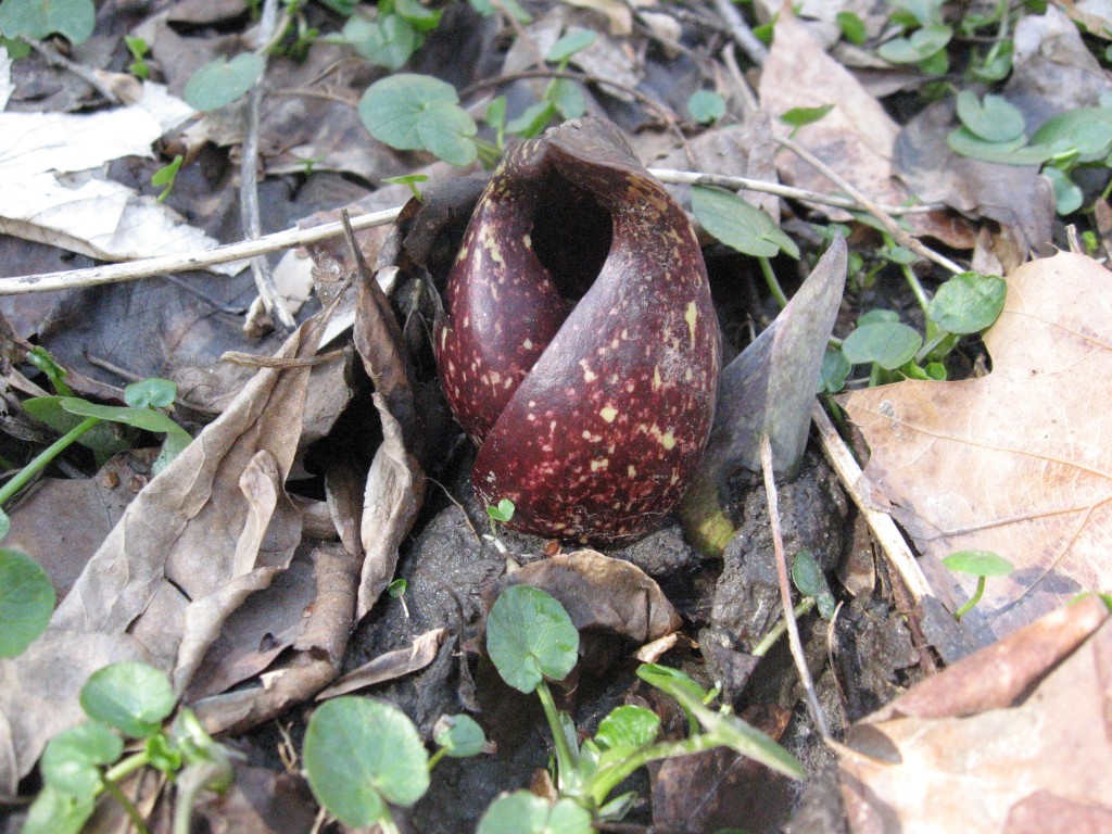 Skunk cabbage with Lesser Celendine, (Ranunculus ficaria) an exotic invasive