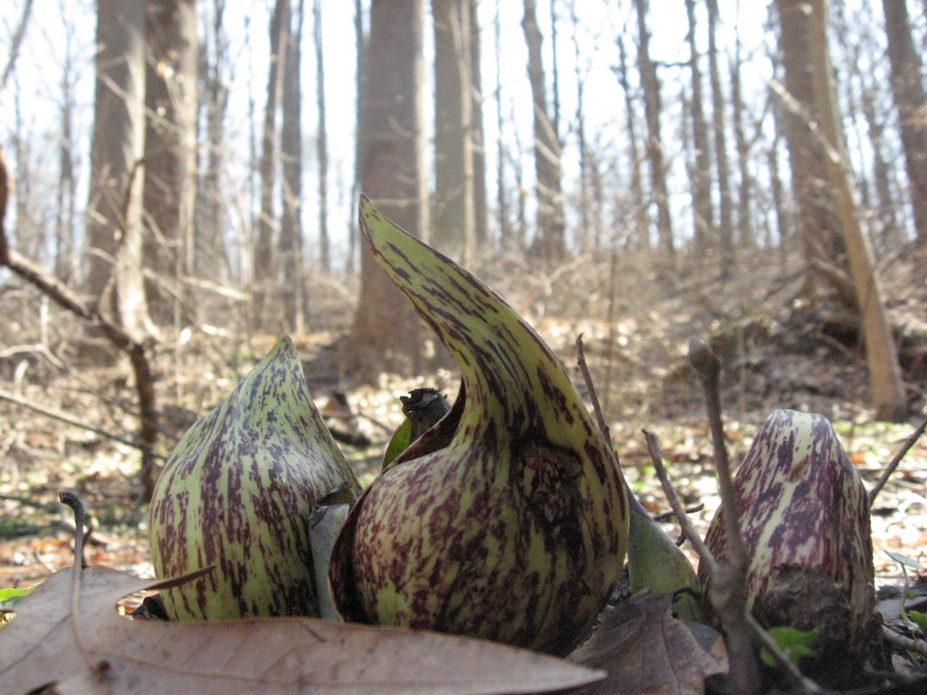 Skunk Cabbage (Symplocarpus foetidus) blooms along the East Branch of Indian Creek.  Morris Park Philadelphia