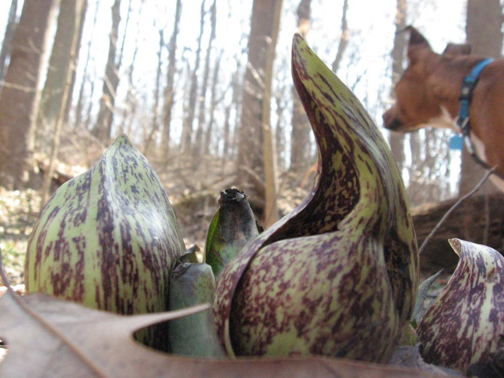 Symplocarpus foetidus , Morris Park Philadelphia